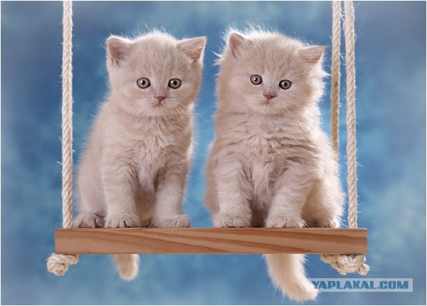 Даёшь Котовторник на ЯПе! (29.07.08)
