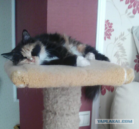 Котовторник же, уже!
