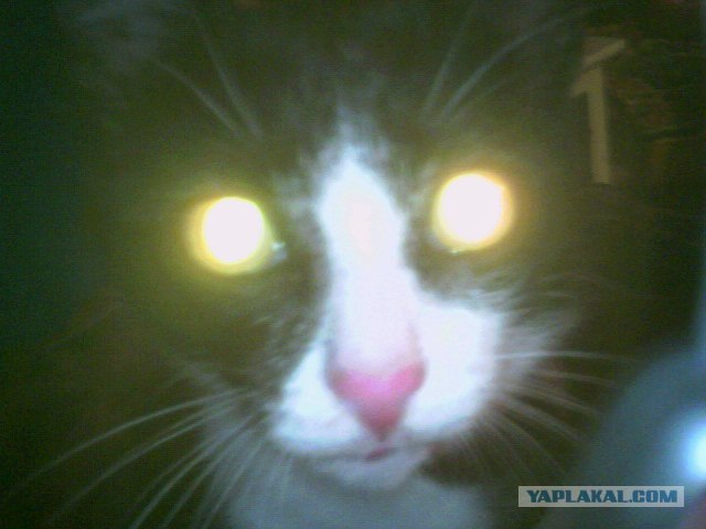 Котовторнику Да (09.12.08)