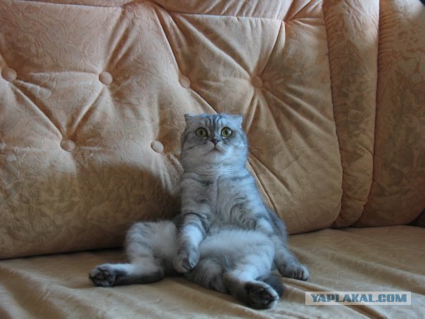 Котовторник на 07.07.2009
