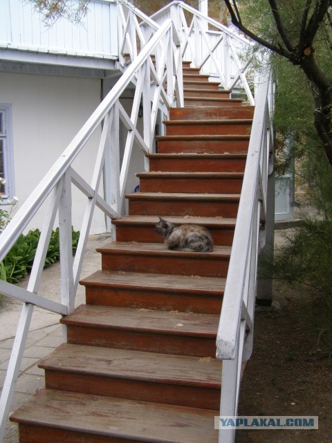 Котовторник объявляется открытым!