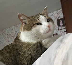 Котовторник 27.11.2018