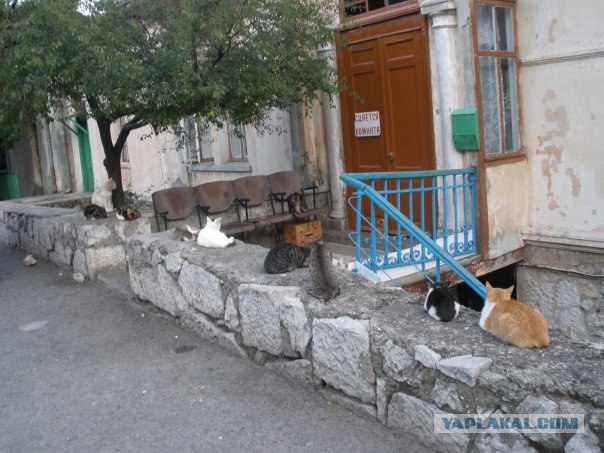 Котовторник! 08.11.11