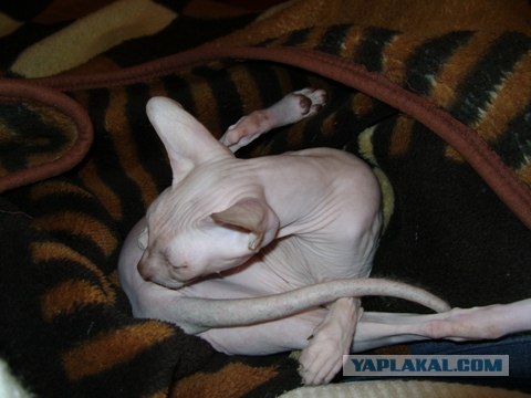 Котовторник 13.12.11 - магическе числа