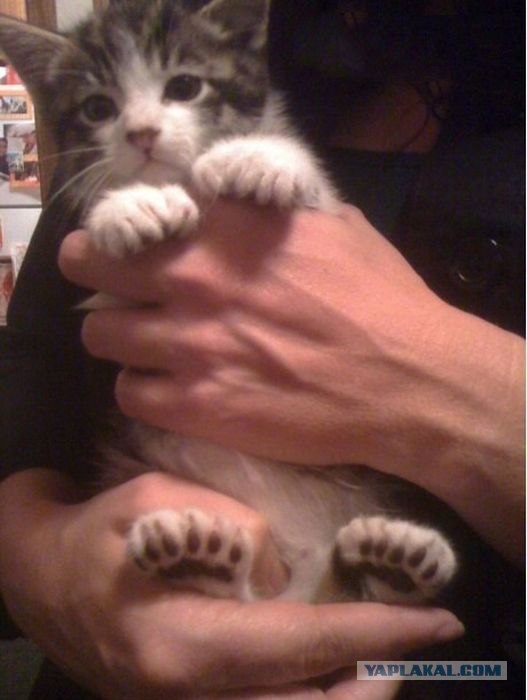 Котовторник (21.02.2012)