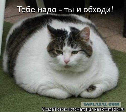 Кот породы "Спиешьпей"
