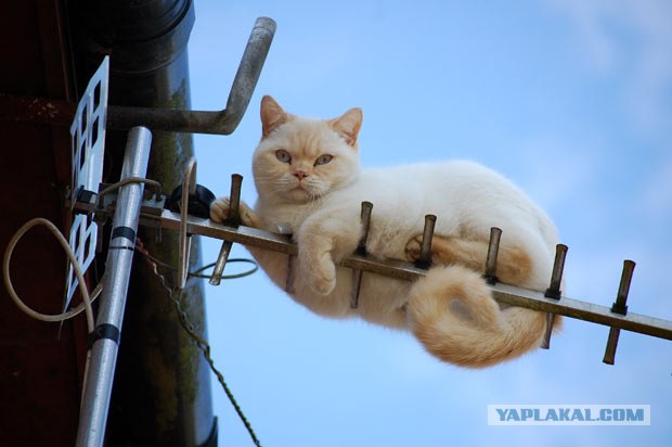 Котасутра