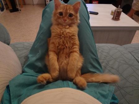 Котовторник 30.10.2012