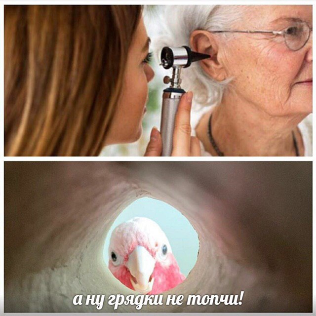 Отряды быстрого деградирования