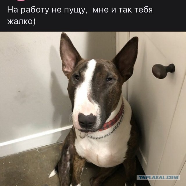 Правительство утвердило перечень потенциально опасных для человека собак