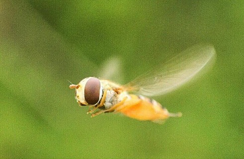 Страна Насекомия