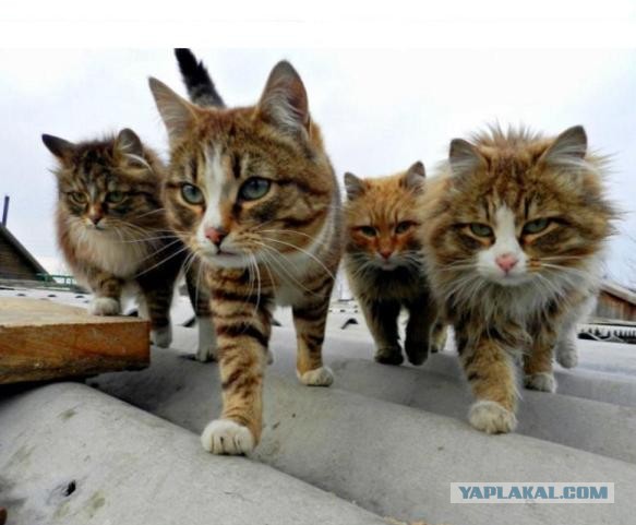 Задорные заборные котэ
