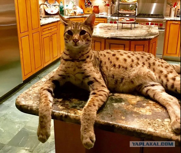 Кот несколько удивлен