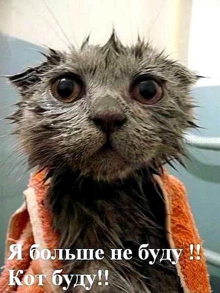 Чистосердечные признания и объяснительные нашкодивших котеек