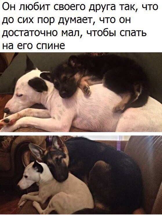Собаки бывают
