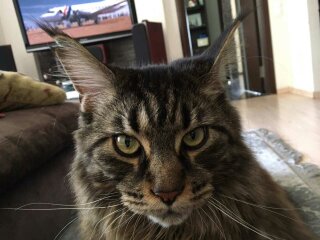 Кошка показала, где тонул её котёнок
