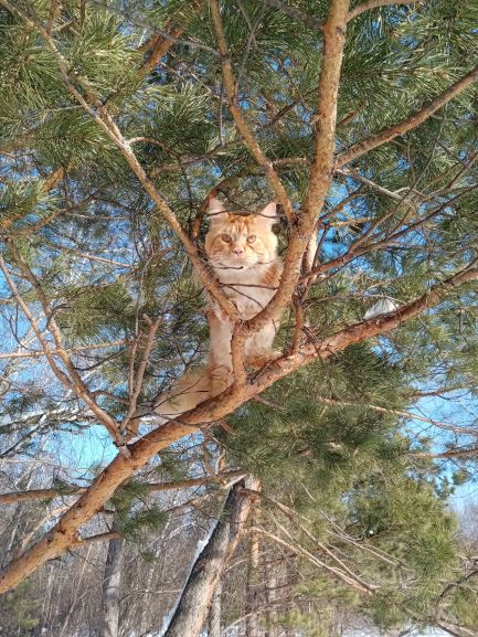 Котовторник 09.02.21. Свежие котики от Нарвского.