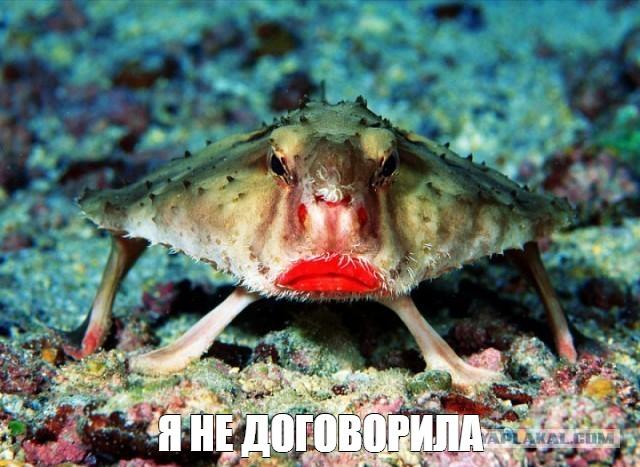 Самые необычные животные мира