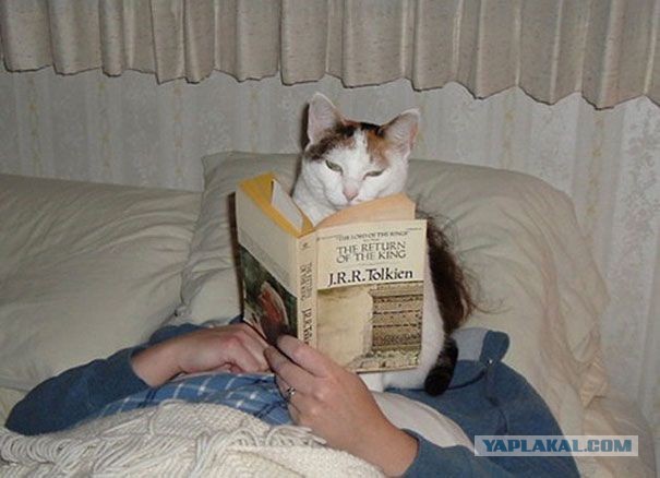 Коты, которые чихать хотели на ваше личное пространство