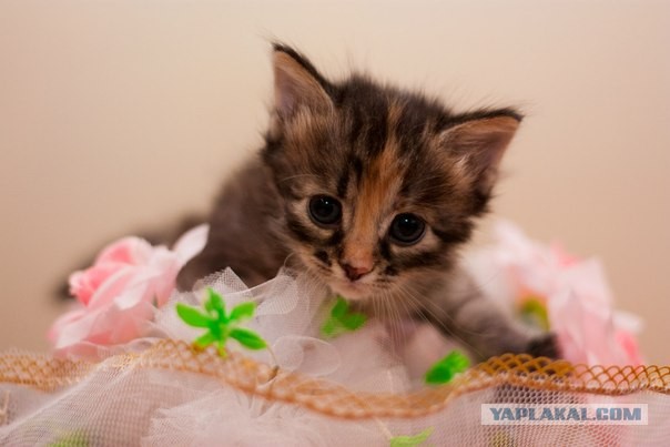 Котовторник 16.04.2013