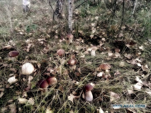 Всё, никаких больше грибов! Укусил клещ