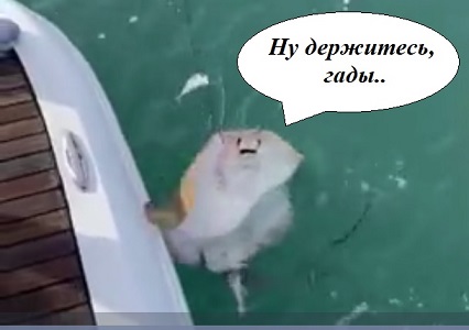 Рыбака ужалил пойманный скат