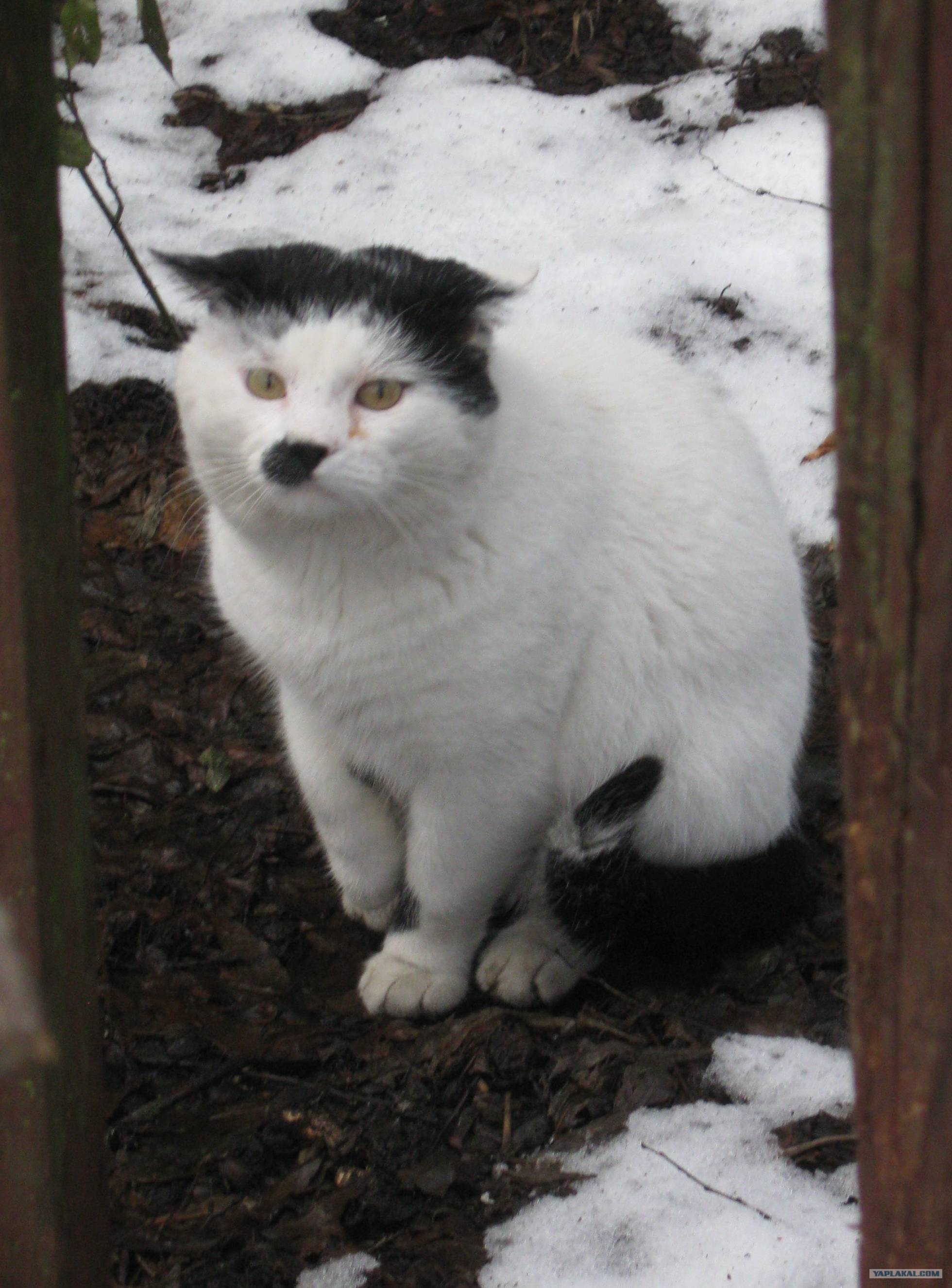 Кот гитлер