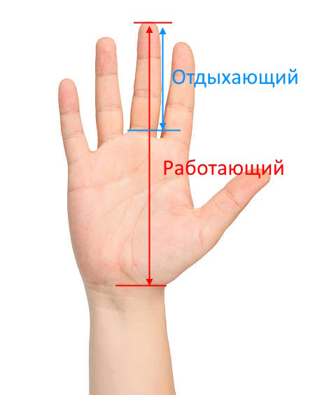 Где и как измеряют пенис?