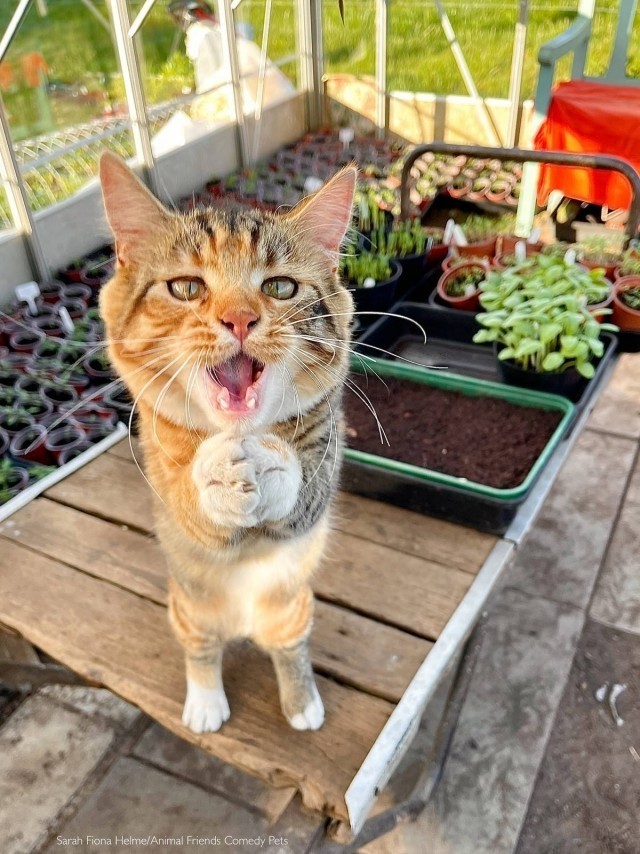 12 самых смешных котов в истории комического конкурса Comedy Pet Photography Awards