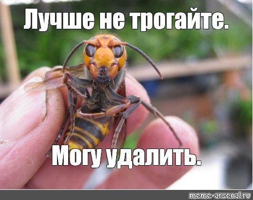 Водитель потерял сознание из-за укуса шершня и влетел в столб в Приморье