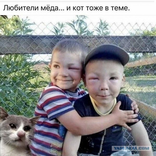К котовторнику: подборка картинок-баянов с котиками и про котиков. Выпуск 42.