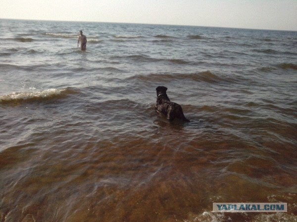 Собакочетверг на 02.01.2014