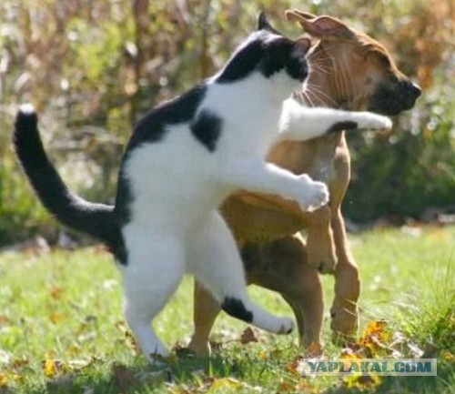 Коты ученых