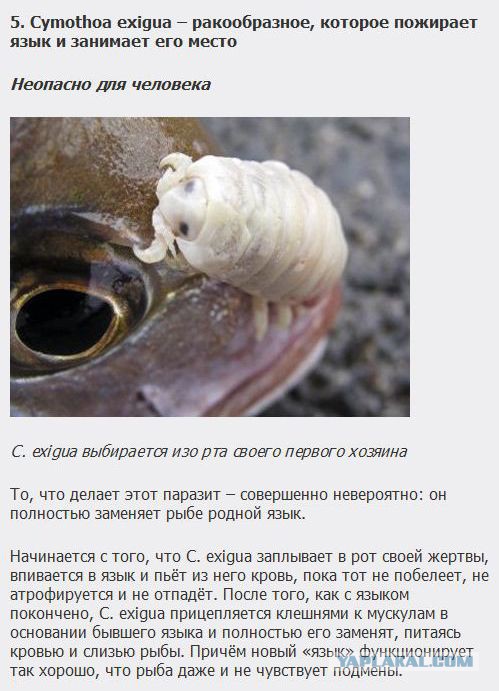 Существа, которых стоит бояться