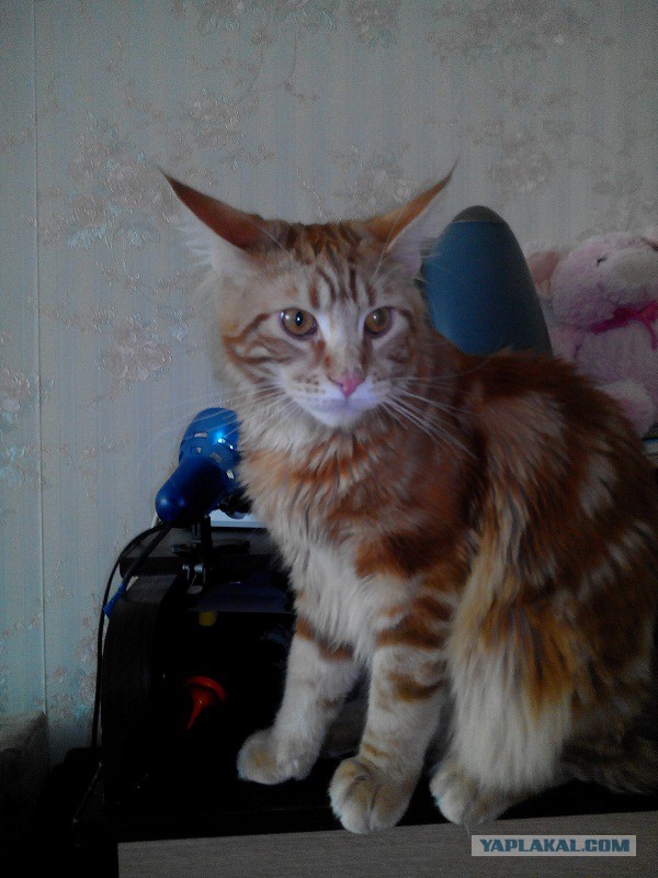 Котовторник 01.04.2014