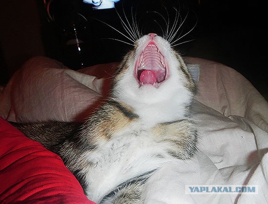 Котовторник 24.06.2014