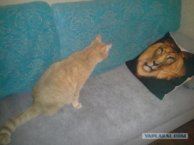 Котовторник 05.08.2014