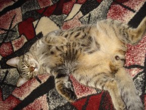 Котэ, которых застали врасплох