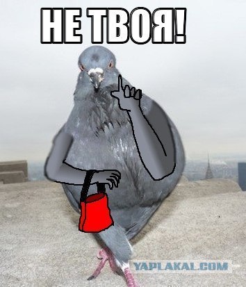 Голубь