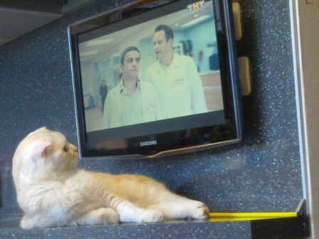 Котовторник 7.07.2015