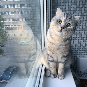Девушка нарисовала котуху для котовторника