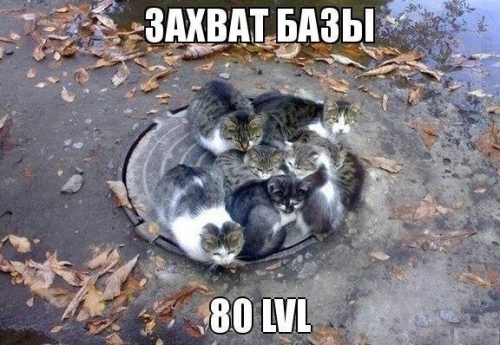 Котовторник