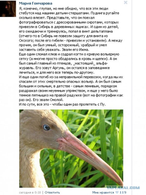 Путин с клювом в халате возглавил журавлиный клин