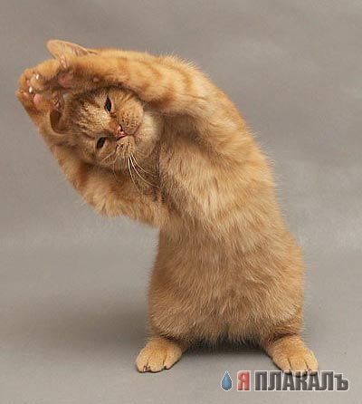 Коты, кошки, котята