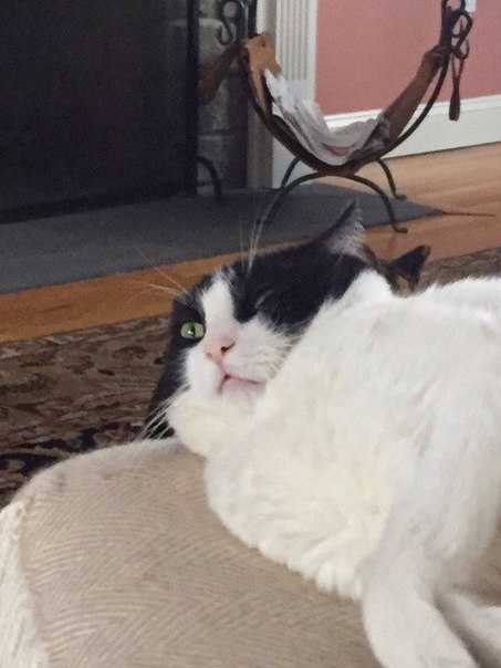 Котики на выходные