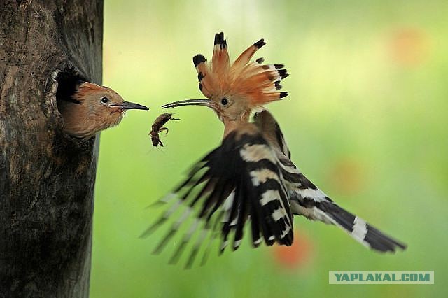 Скоро во всех гнёздах страны!... и не только