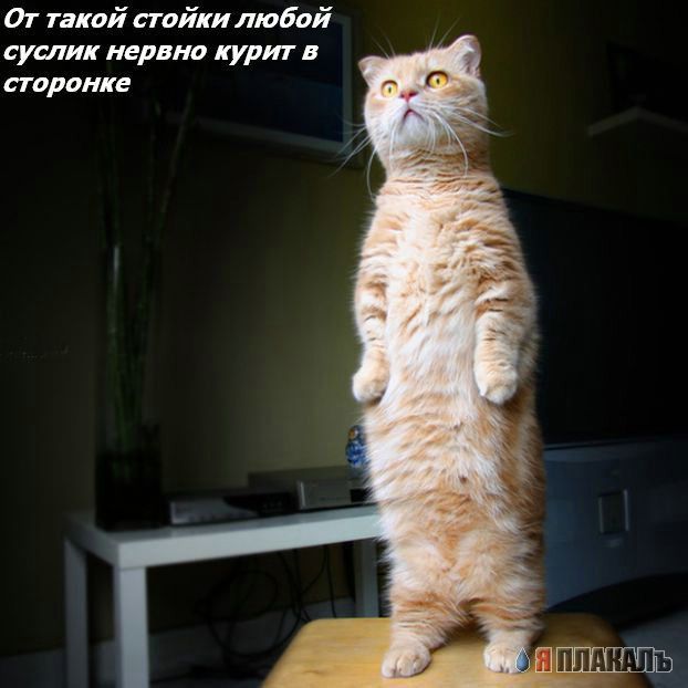 Дюжина кошаков
