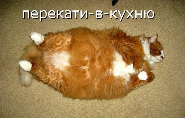 Мохнатые беспредельщики