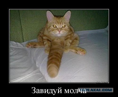 Два десятка картинок для позитивного настроения!