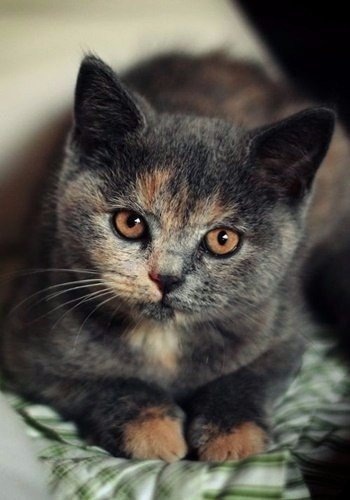 Коты из сети
